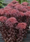 Sedum 'Dark Magic' Stonecrop